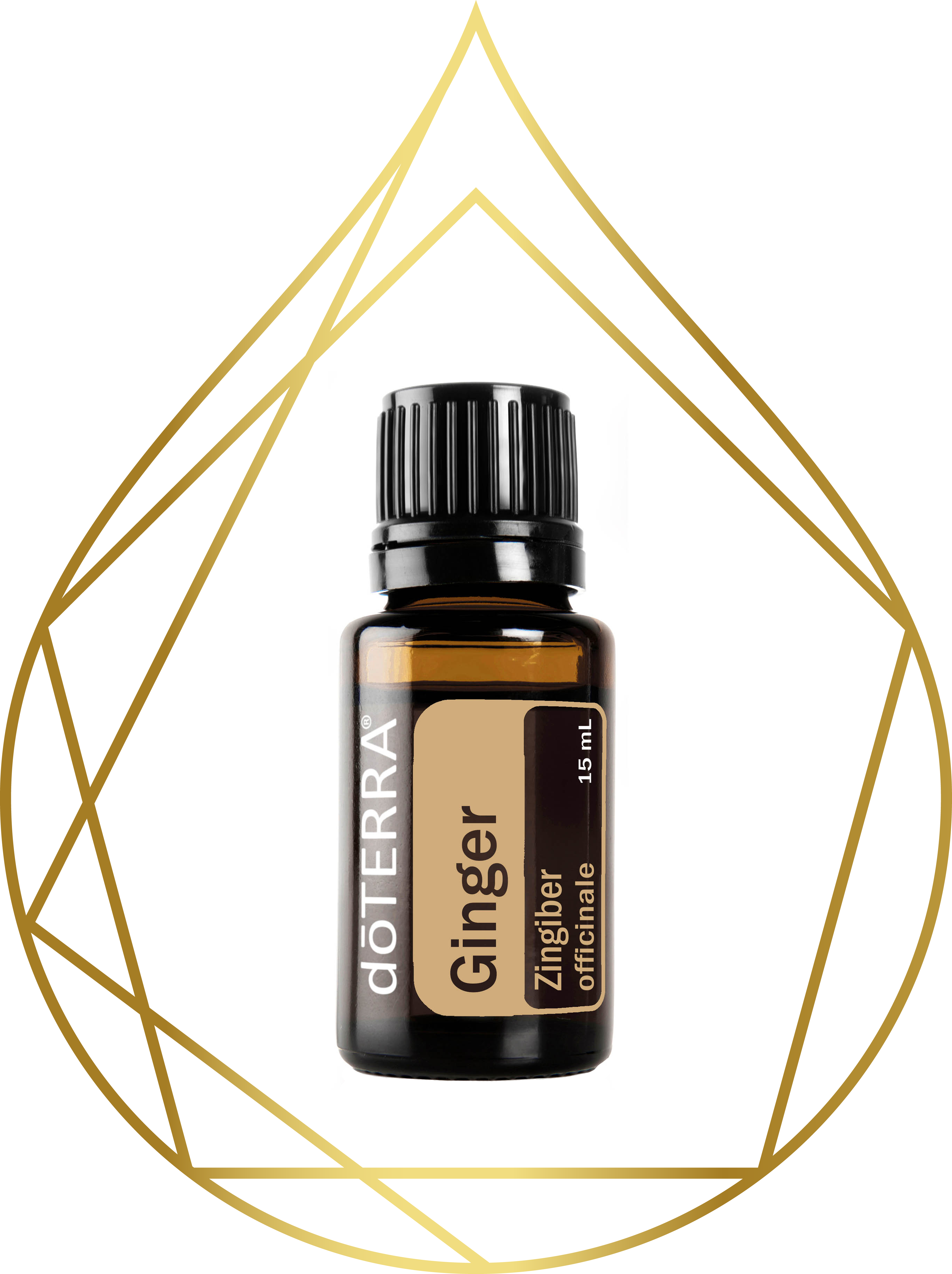 Ginger My Pure Essential Oils
